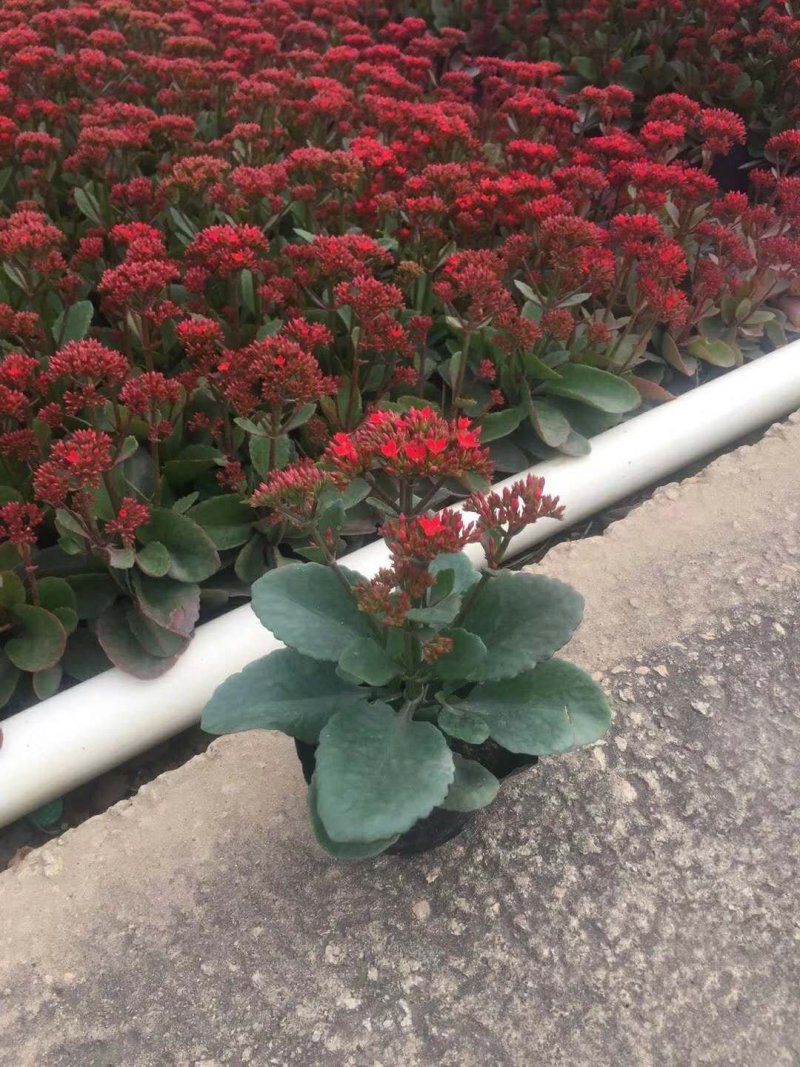 长寿花，花期长达4个多月，春节前后开花，寓意好，花形漂亮