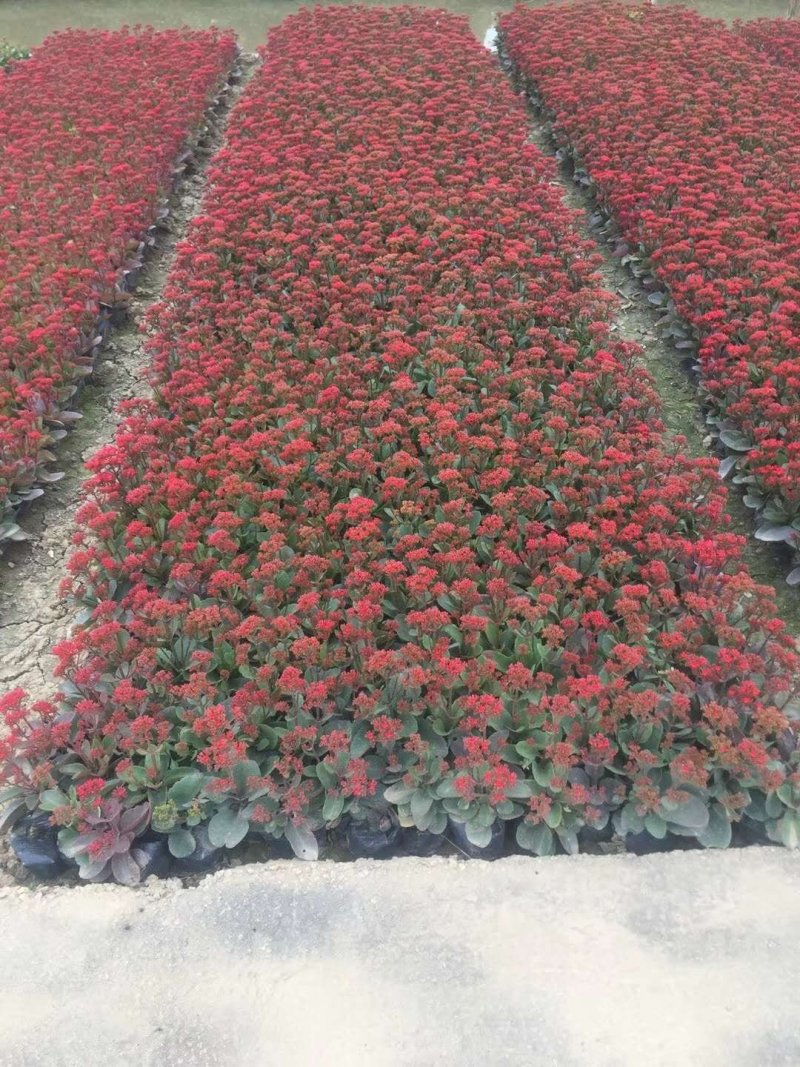 长寿花，花期长达4个多月，春节前后开花，寓意好，花形漂亮