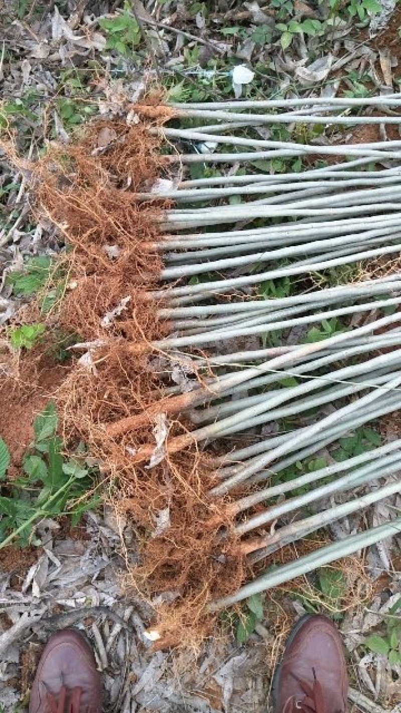无患子小苗基地批发，现货长期有效无患子杯苗，造林苗。