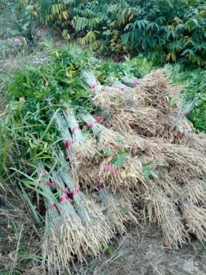 无患子小苗基地批发，现货长期有效无患子杯苗，造林苗。