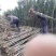 无患子小苗基地批发，现货长期有效无患子杯苗，造林苗。