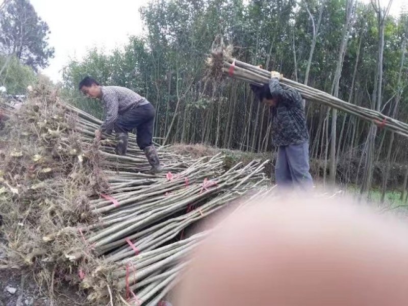 无患子小苗基地批发，现货长期有效无患子杯苗，造林苗。