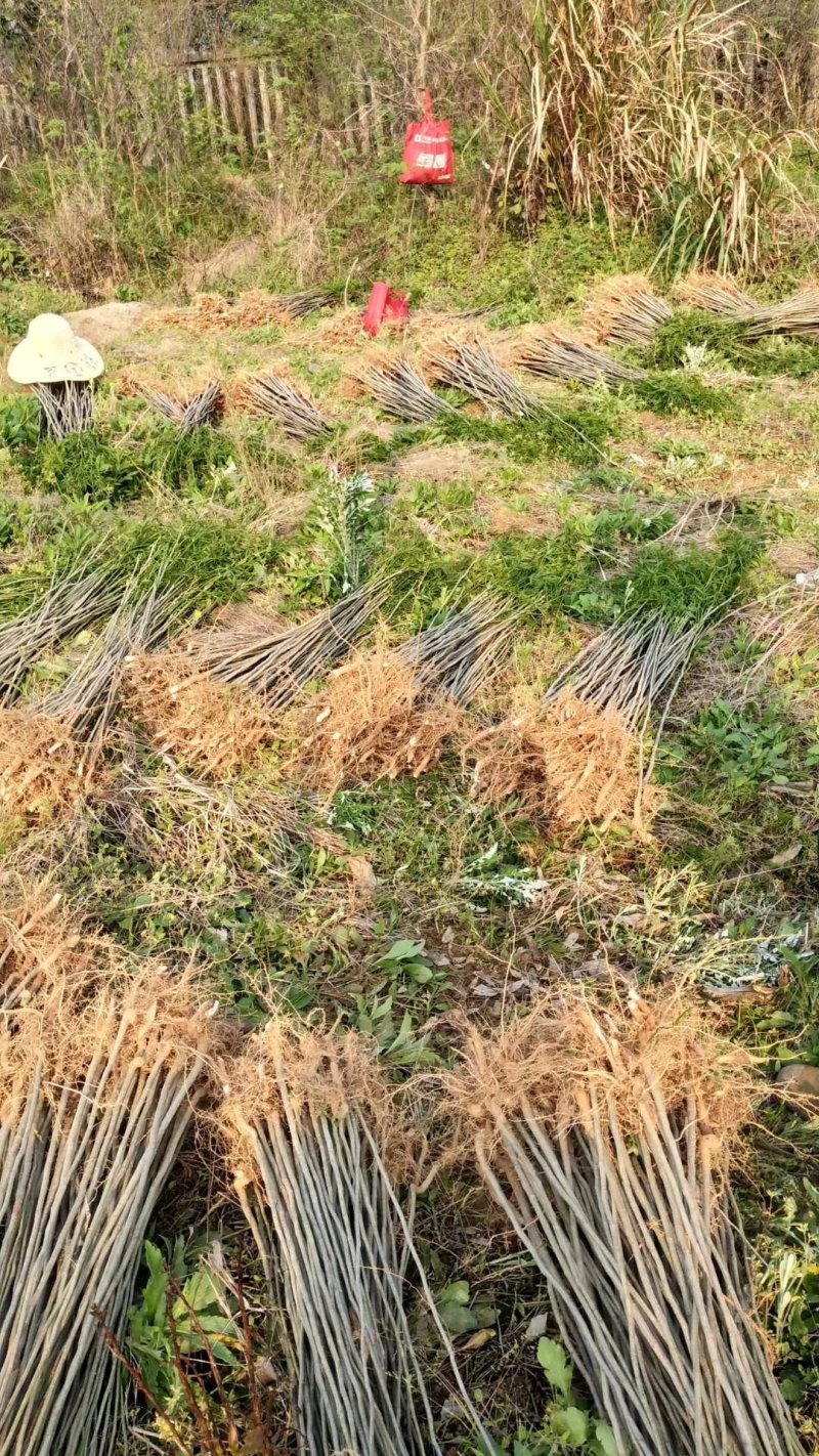 无患子小苗基地批发，现货长期有效无患子杯苗，造林苗。