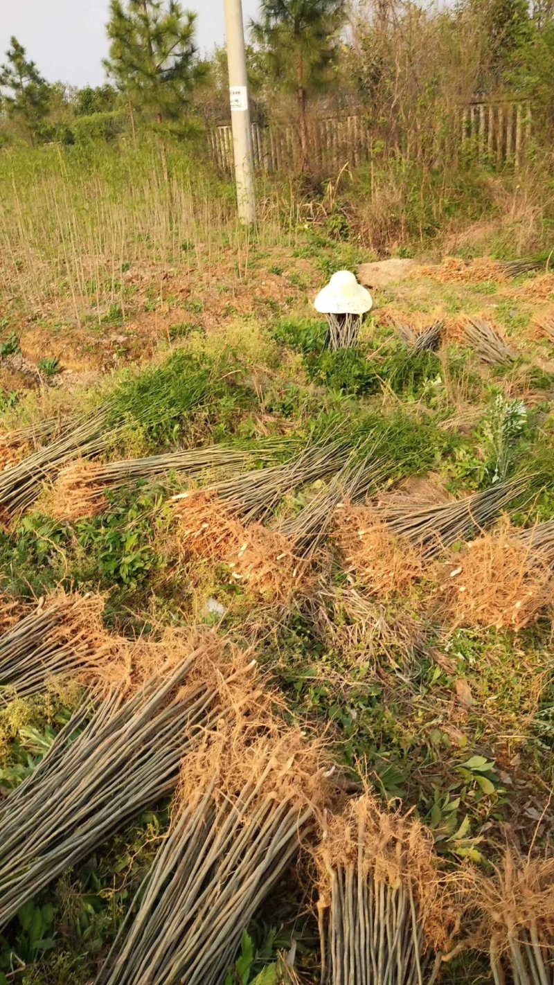 无患子小苗基地批发，现货长期有效无患子杯苗，造林苗。