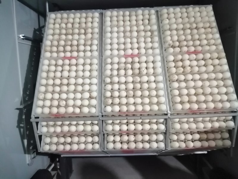 豫杰禽业孵化场~大三花鹅苗品种优良孵化场供货