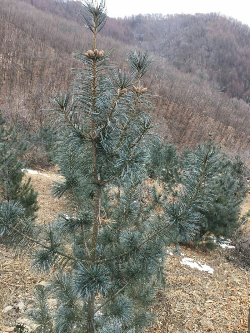 嫁接红松树苗成活率高结果早产量高颗粒大籽粒饱满