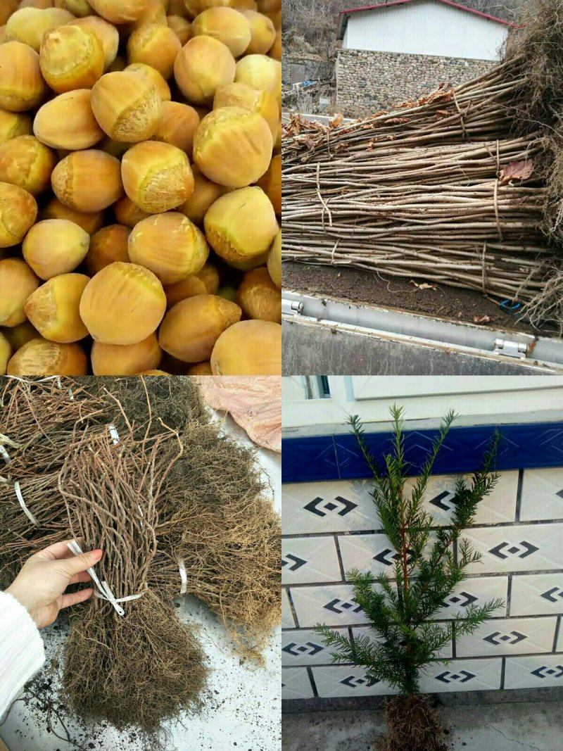 嫁接红松树苗成活率高结果早产量高颗粒大籽粒饱满