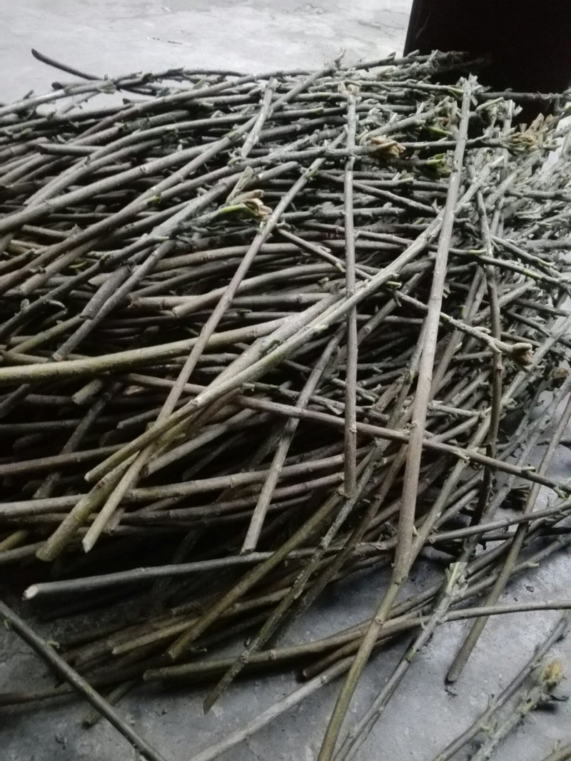 大五星枇杷苗，嫁接用的惠条（枝条）