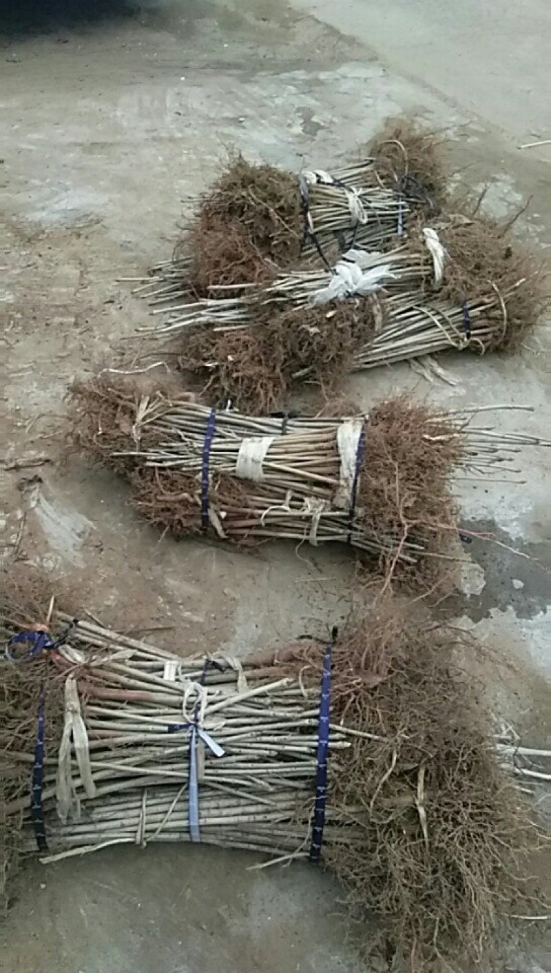 七叶树苗