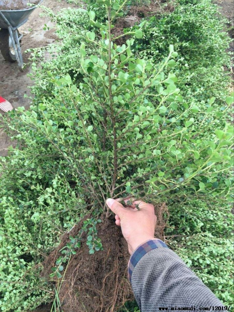 供应，平枝荀子50-80公分