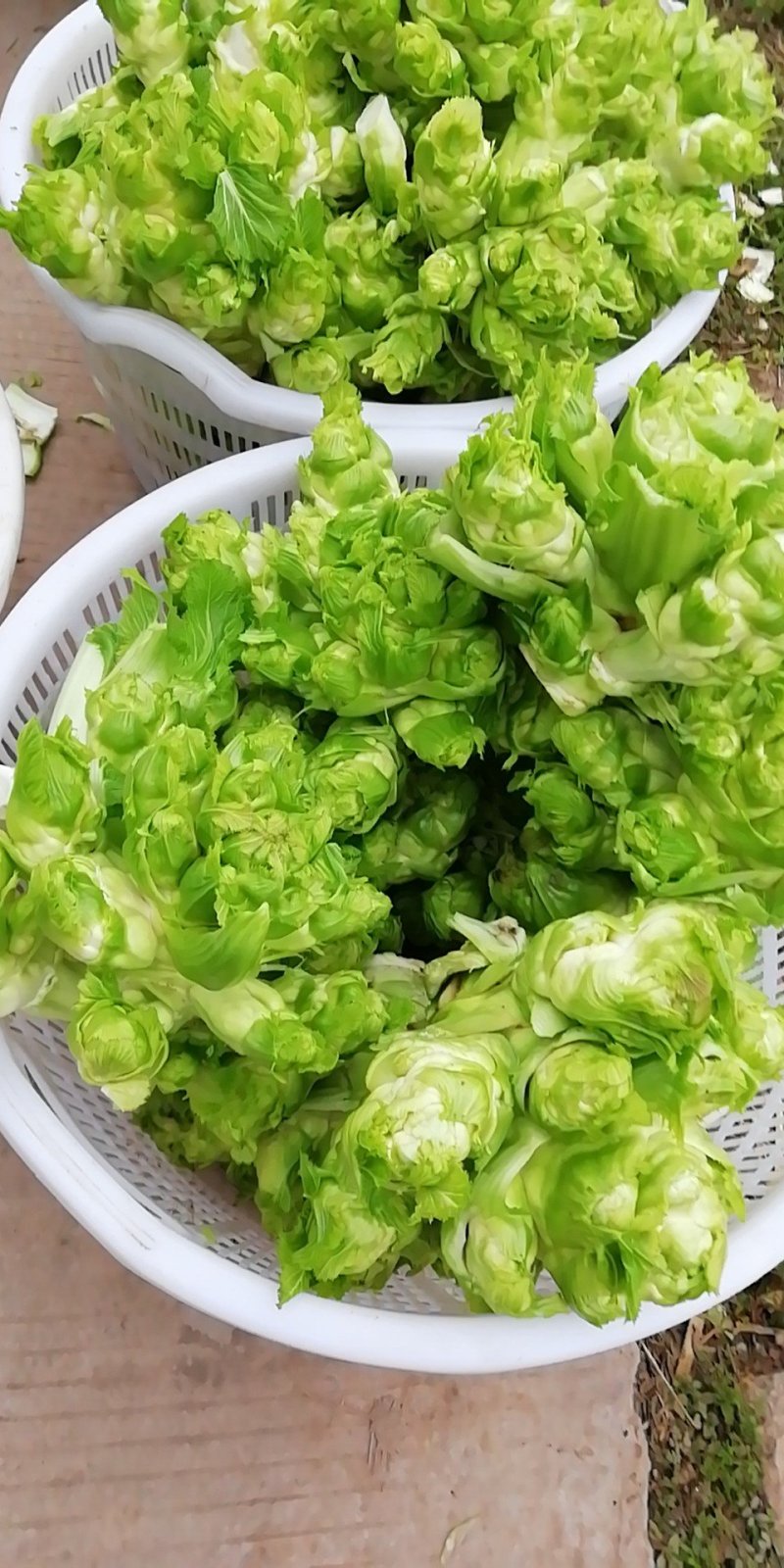 500多亩儿菜，预计12月中旬大量上市，量大从优