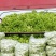 500多亩儿菜，预计12月中旬大量上市，量大从优