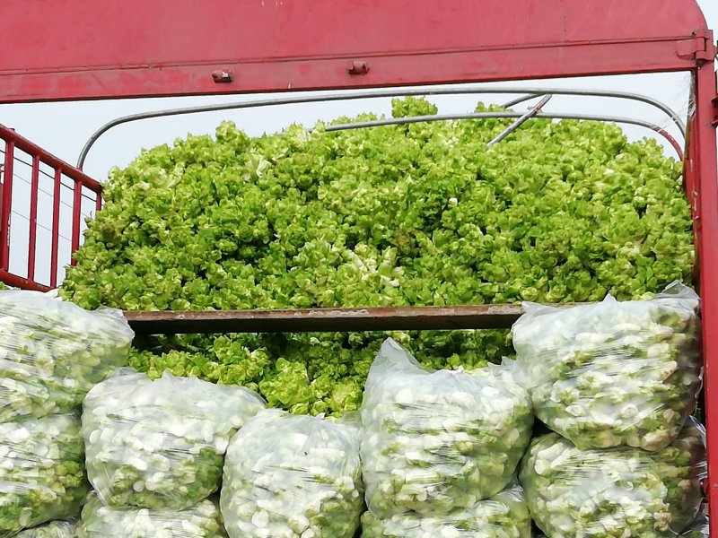 500多亩儿菜，预计12月中旬大量上市，量大从优