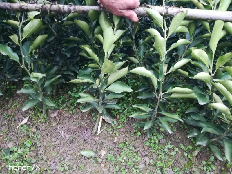 柚子苗（黄金贡柚苗）产地正宗品种，假一赔十，基地直发
