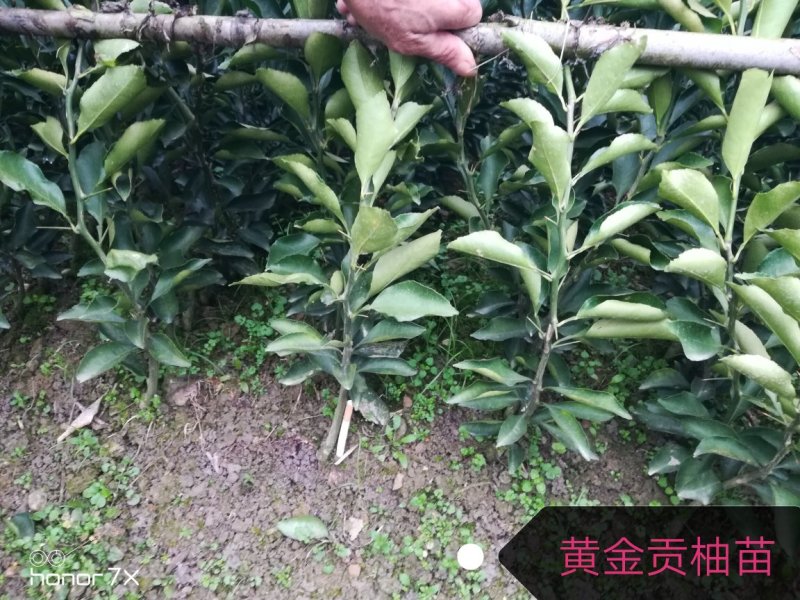 柚子苗（黄金贡柚苗）产地正宗品种，假一赔十，基地直发