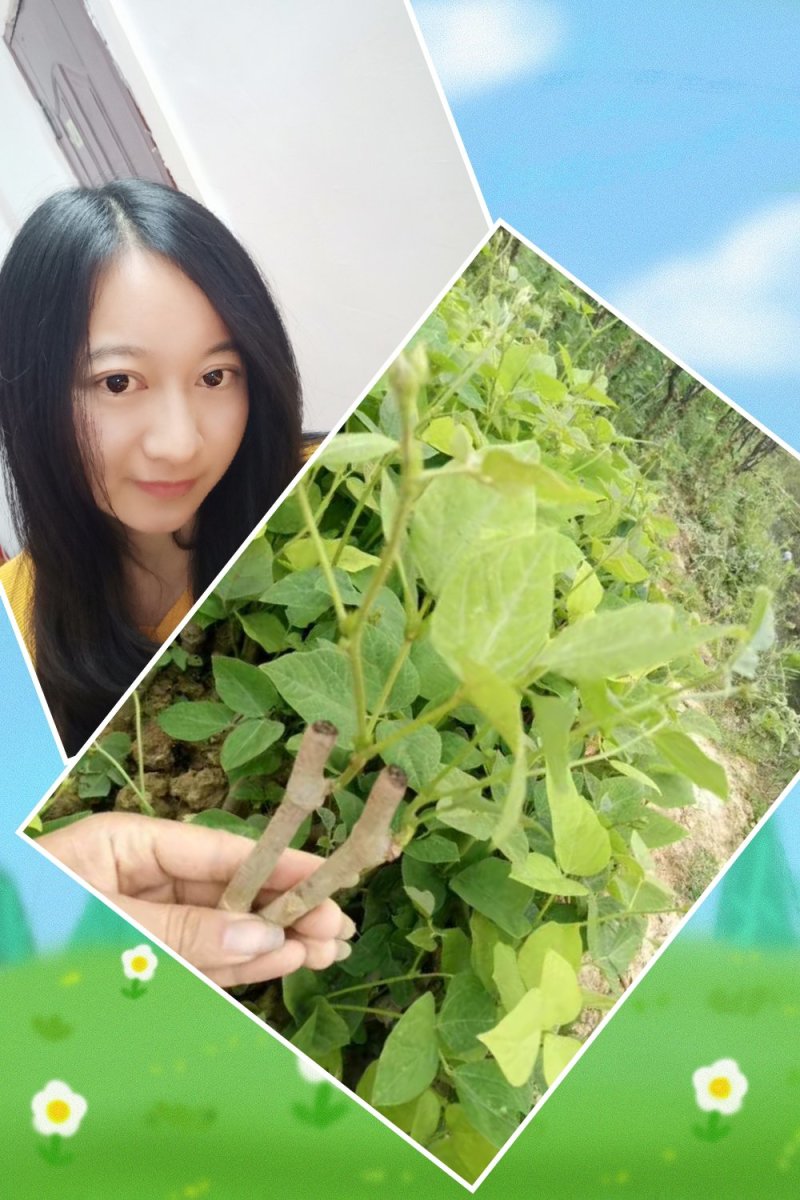 葛根种苗（正宗无渣粉葛苗，免费提供优质贴心的育苗种植技）