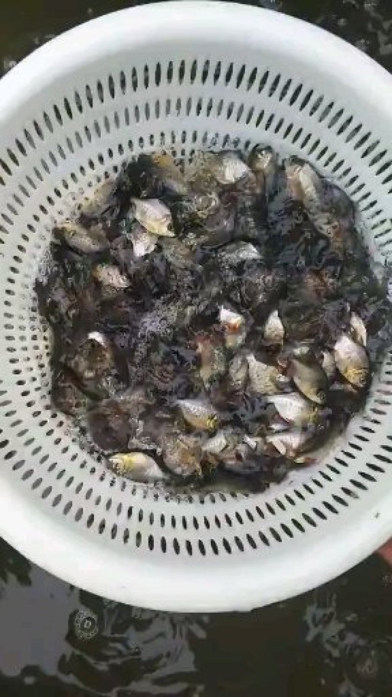 鲳鱼苗淡水白鲳鱼苗基地直供批发(抗病好上市快)