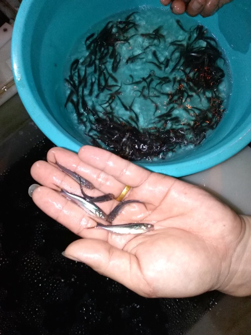巴沙鱼苗
