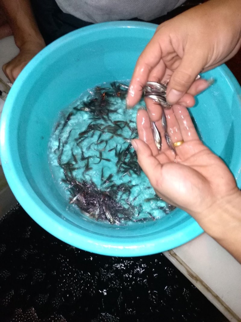 巴沙鱼苗
