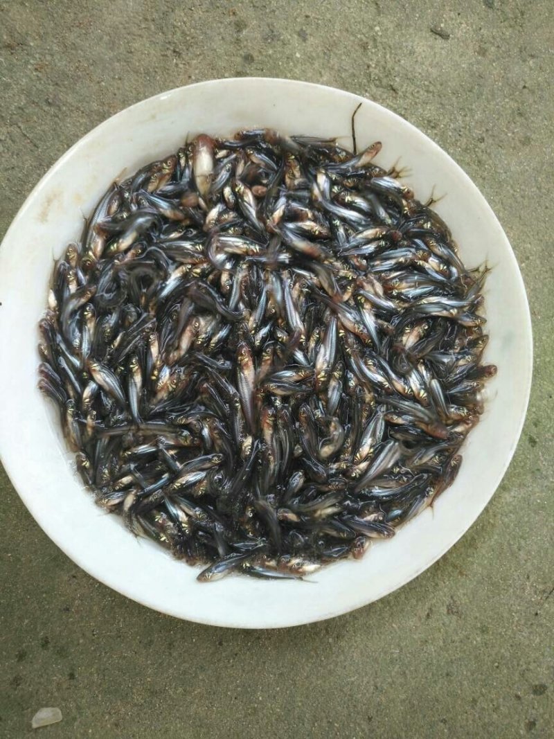 巴沙鱼苗