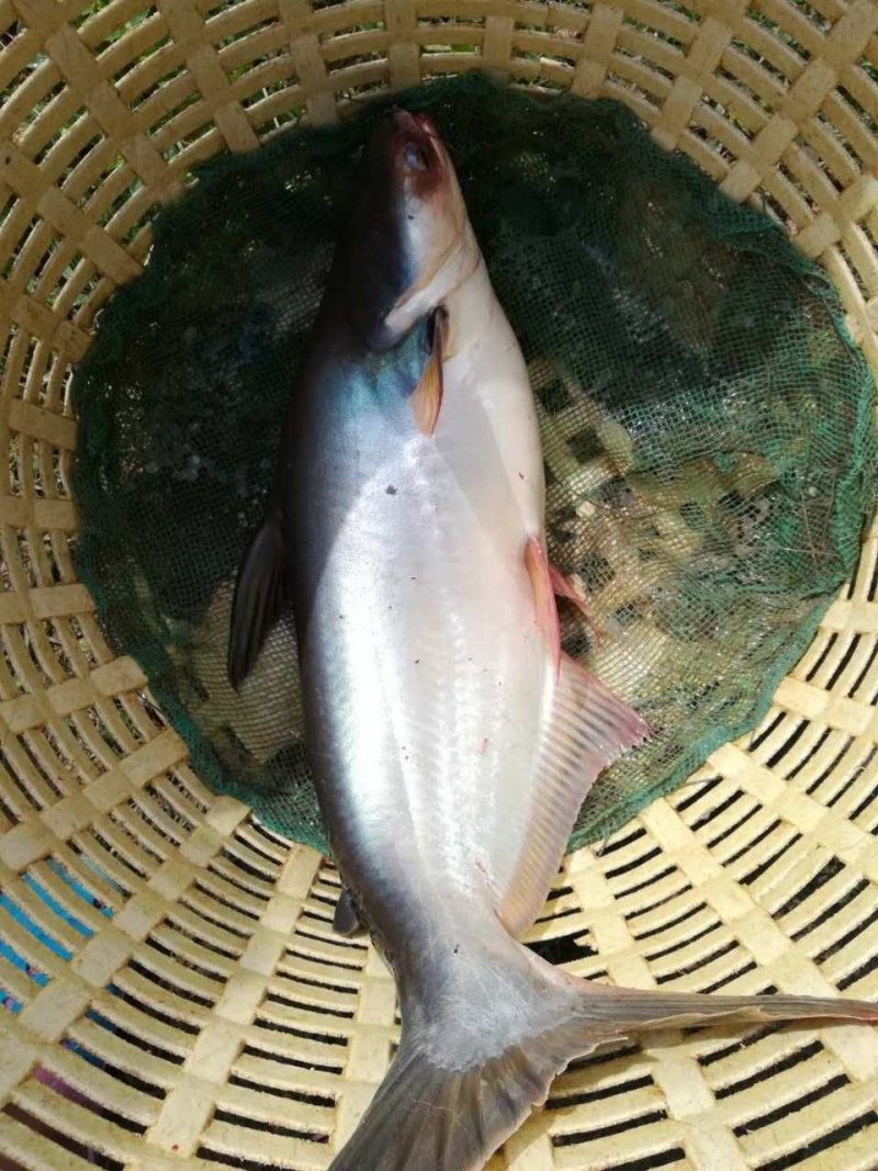 巴沙鱼苗