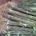 中花吴茱萸苗茶辣苗吴茱萸苗现挖现发高产高成活