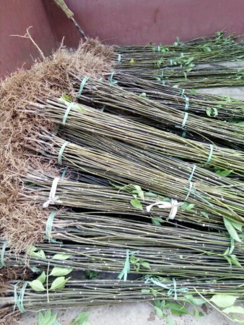 中花吴茱萸苗茶辣苗吴茱萸苗现挖现发高产高成活