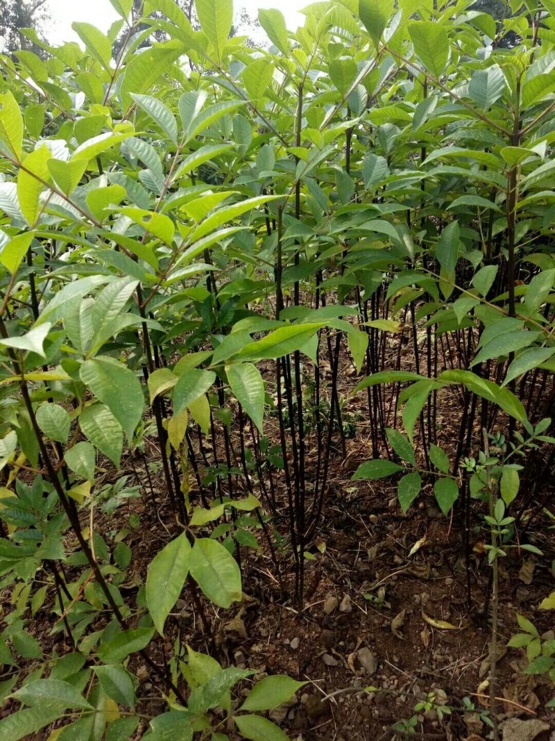 中花吴茱萸苗茶辣苗吴茱萸苗现挖现发高产高成活