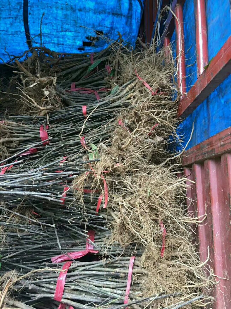 中花吴茱萸苗茶辣苗吴茱萸苗现挖现发高产高成活