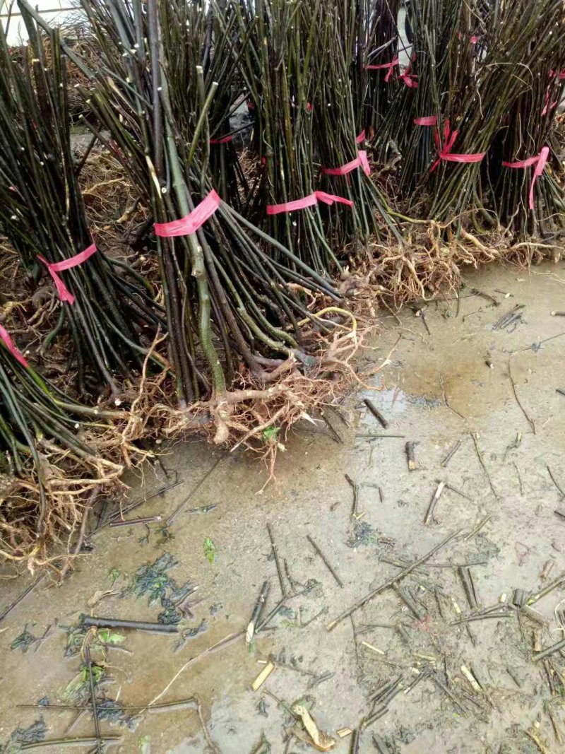 中花吴茱萸苗茶辣苗吴茱萸苗现挖现发高产高成活