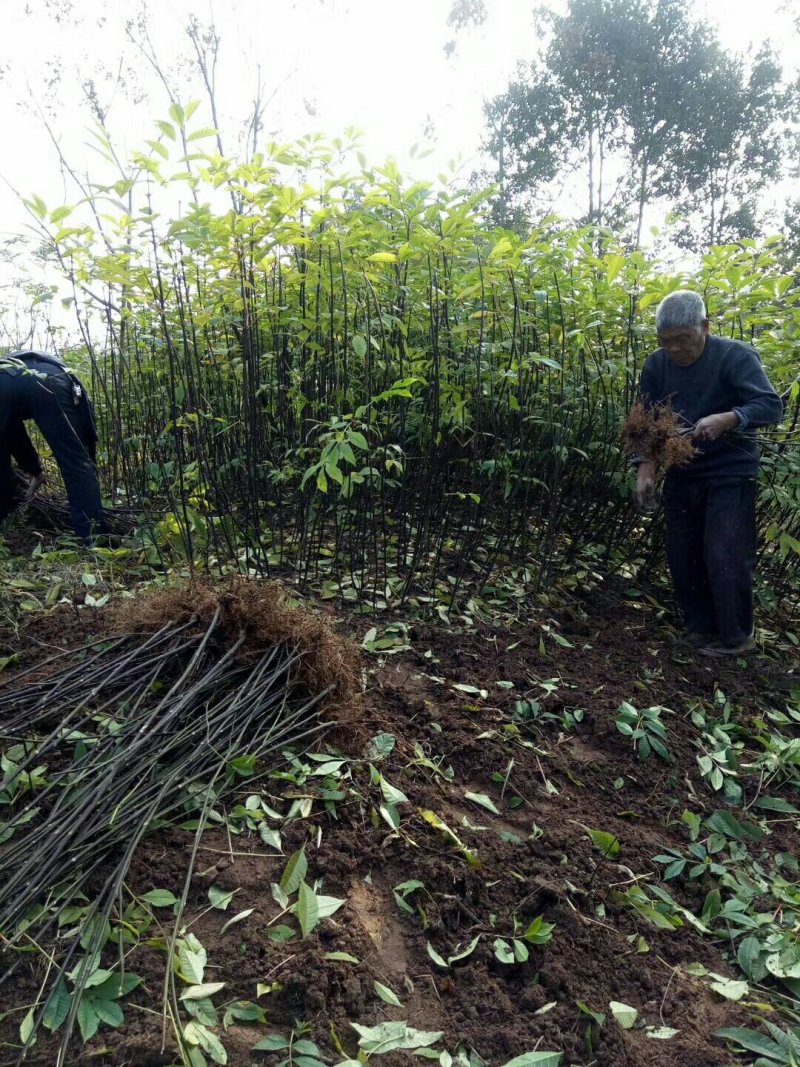 中花吴茱萸苗茶辣苗吴茱萸苗现挖现发高产高成活
