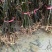 中花吴茱萸苗茶辣苗吴茱萸苗现挖现发高产高成活