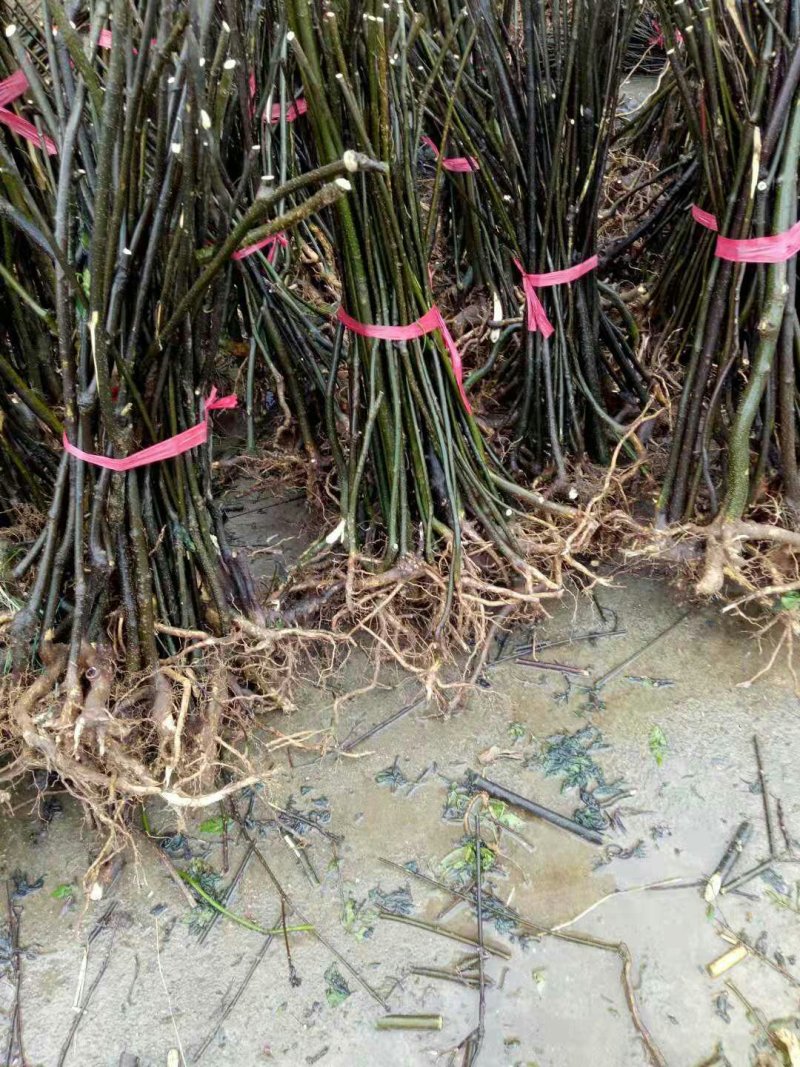 中花吴茱萸苗茶辣苗吴茱萸苗现挖现发高产高成活