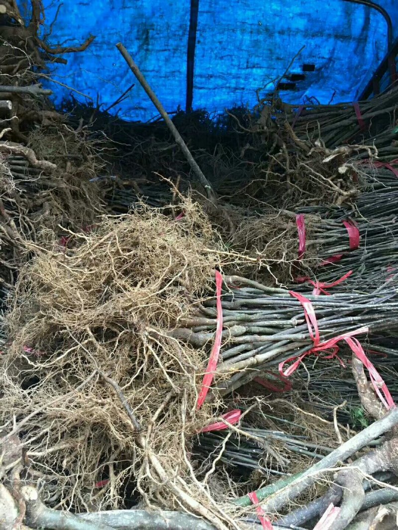 中花吴茱萸苗茶辣苗吴茱萸苗现挖现发高产高成活