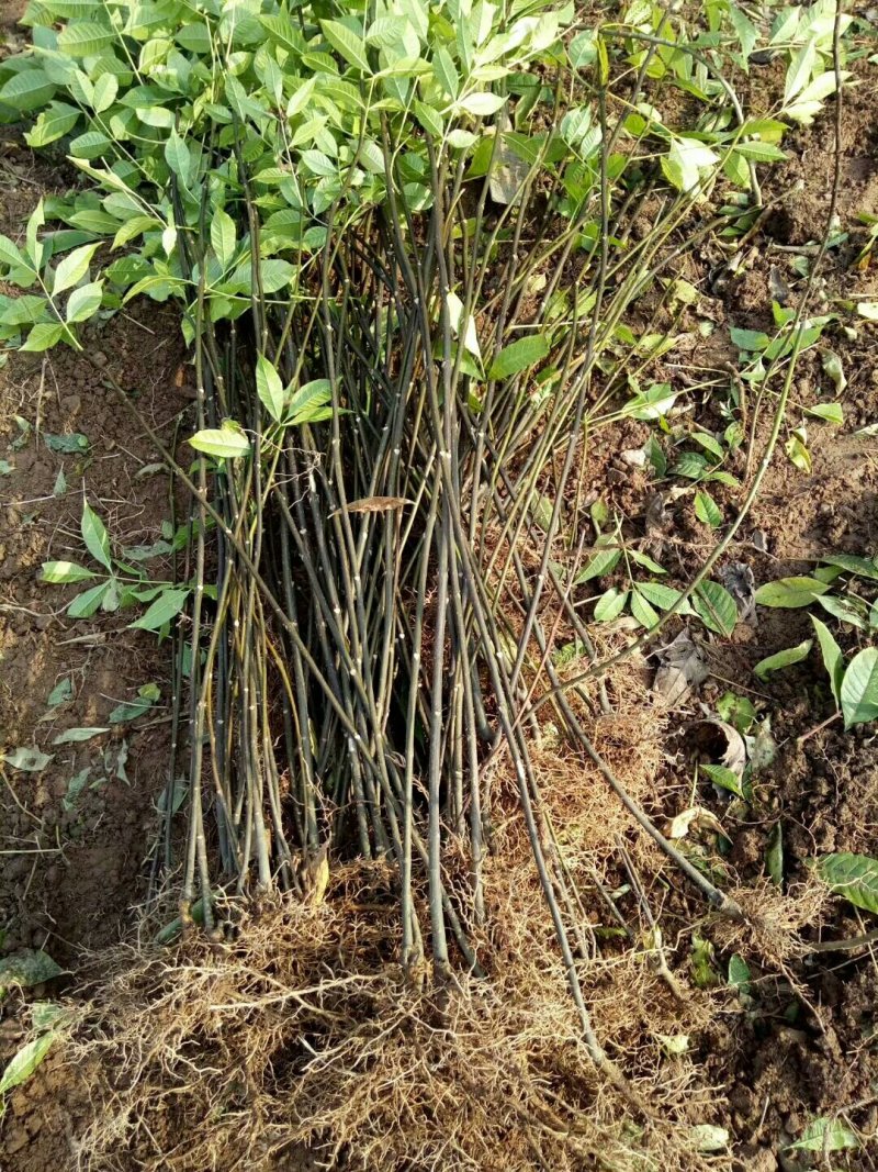 中花吴茱萸苗茶辣苗吴茱萸苗现挖现发高产高成活