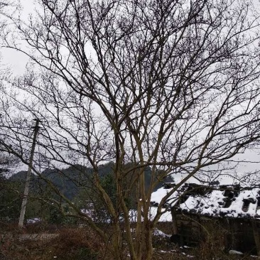 绿化苗木