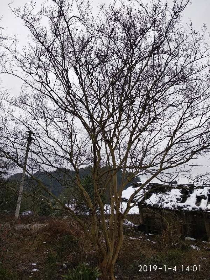 绿化苗木