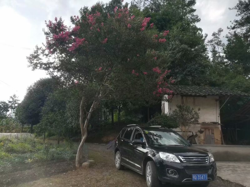 绿化苗木
