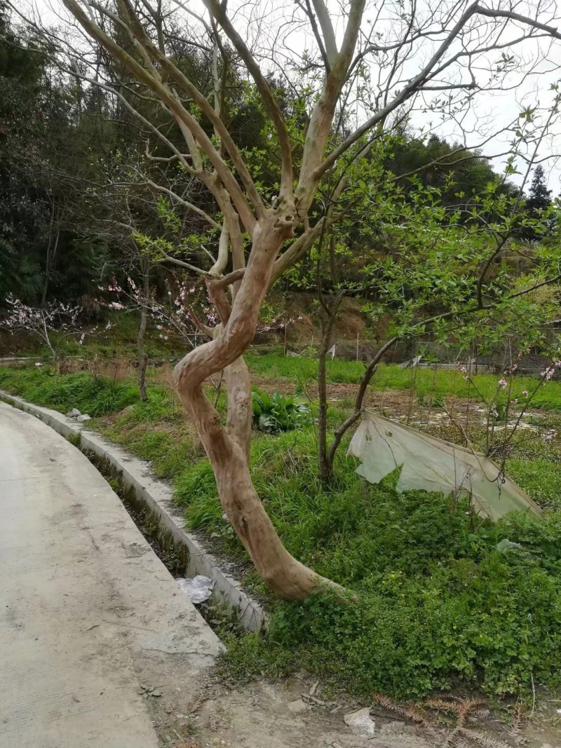 绿化苗木