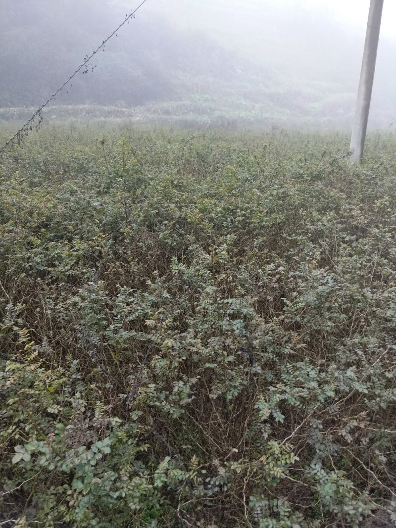 苗木种苗