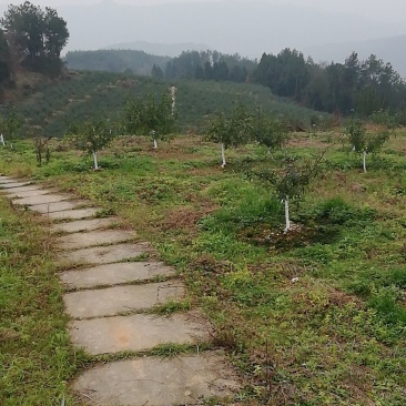 （基地直供）青花椒干鲜都有，常年供货，批发零售。