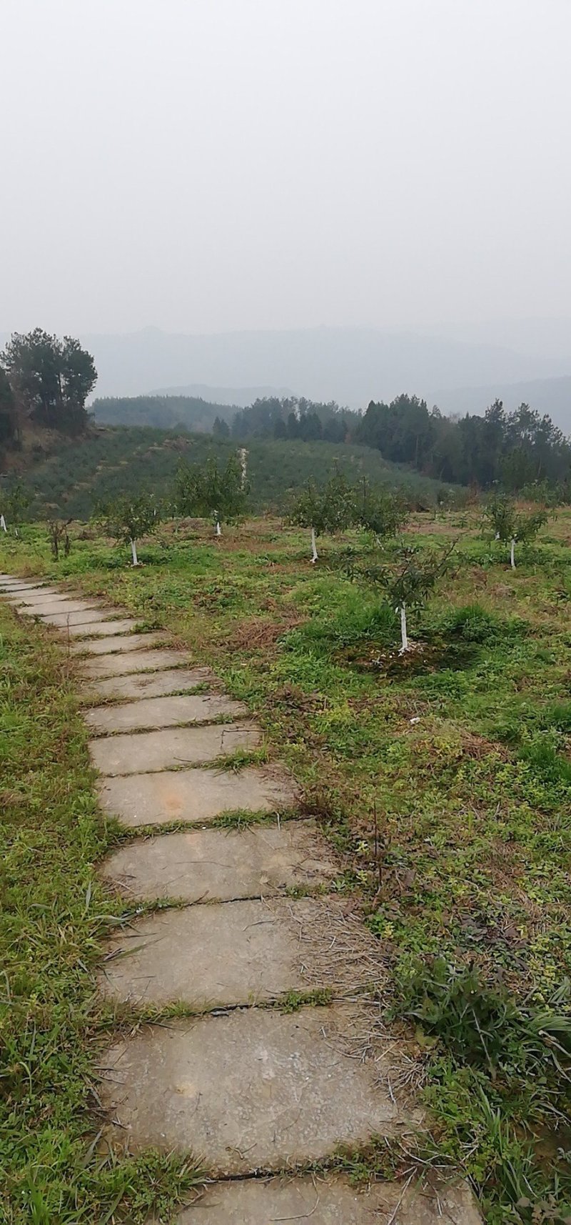 （基地直供）青花椒干鲜都有，常年供货，批发零售。