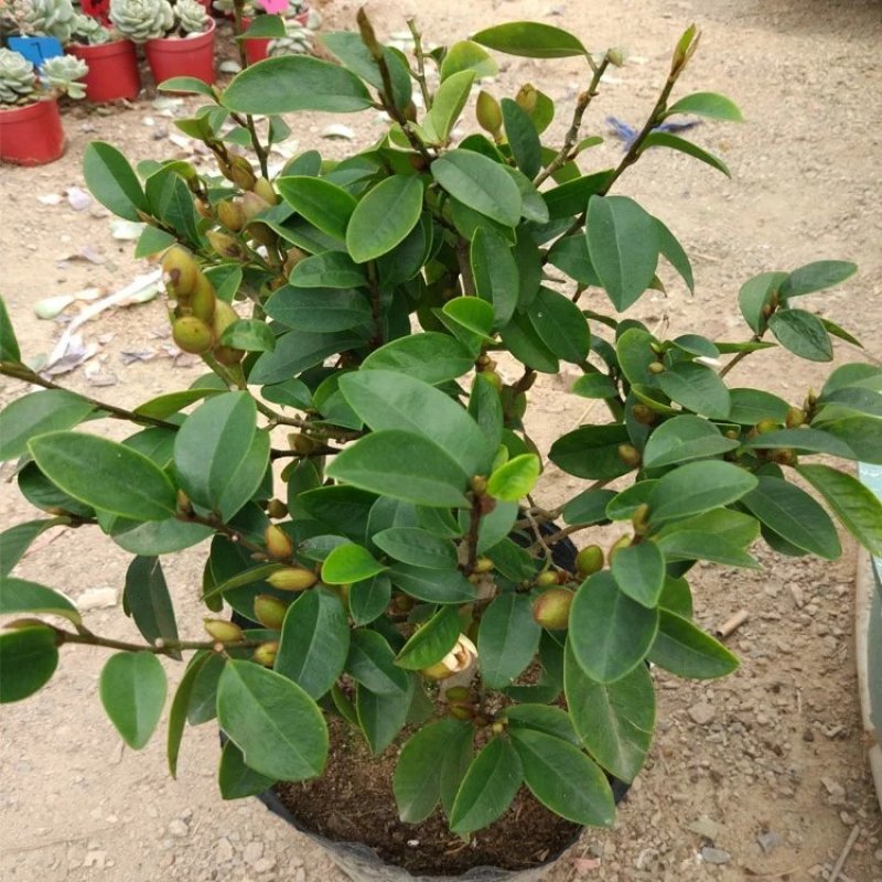 含笑花盆栽树苗室外阳台四季浓香型带花苞室内花卉观花
