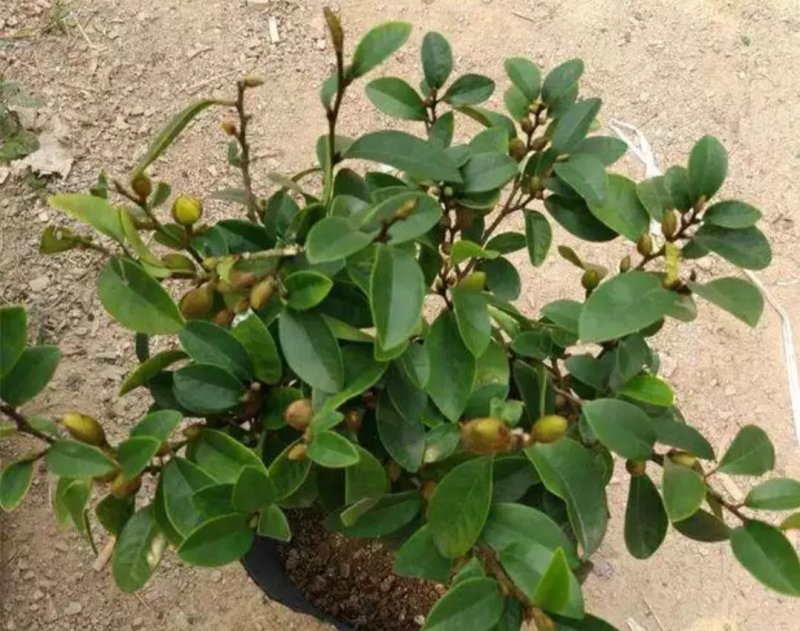 含笑花盆栽树苗室外阳台四季浓香型带花苞室内花卉观花