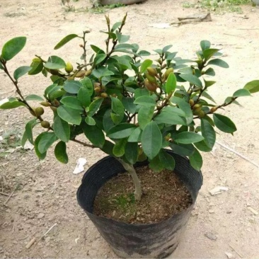 含笑花盆栽树苗室外阳台四季浓香型带花苞室内花卉观花