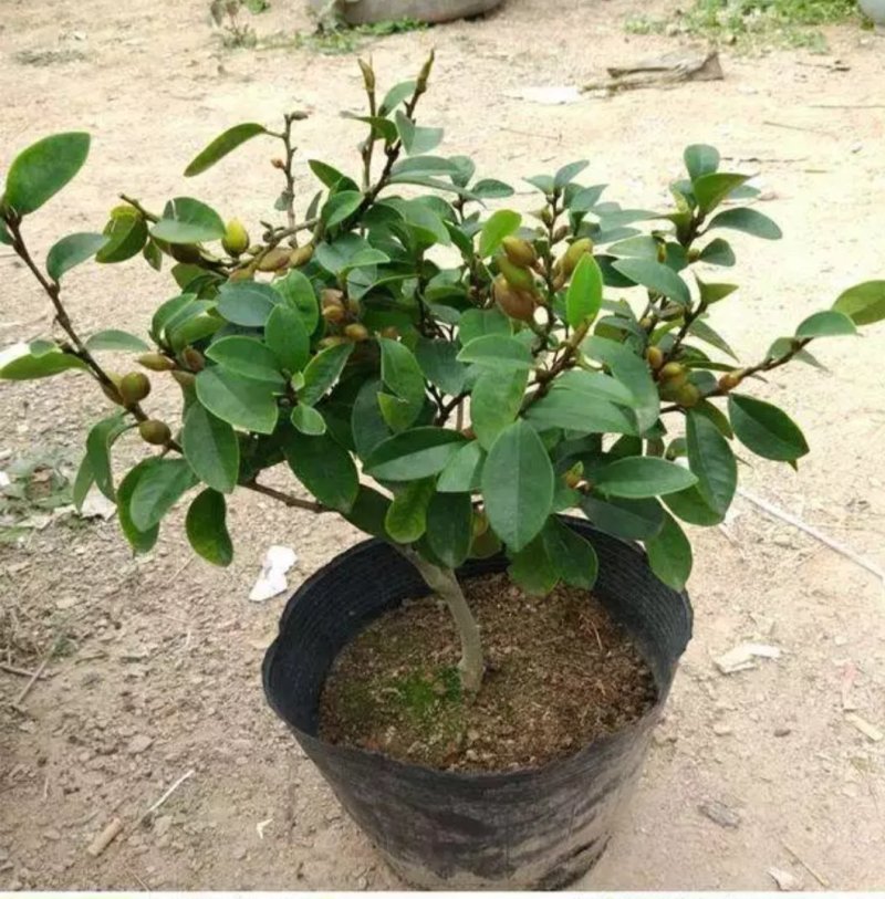 含笑花盆栽树苗室外阳台四季浓香型带花苞室内花卉观花