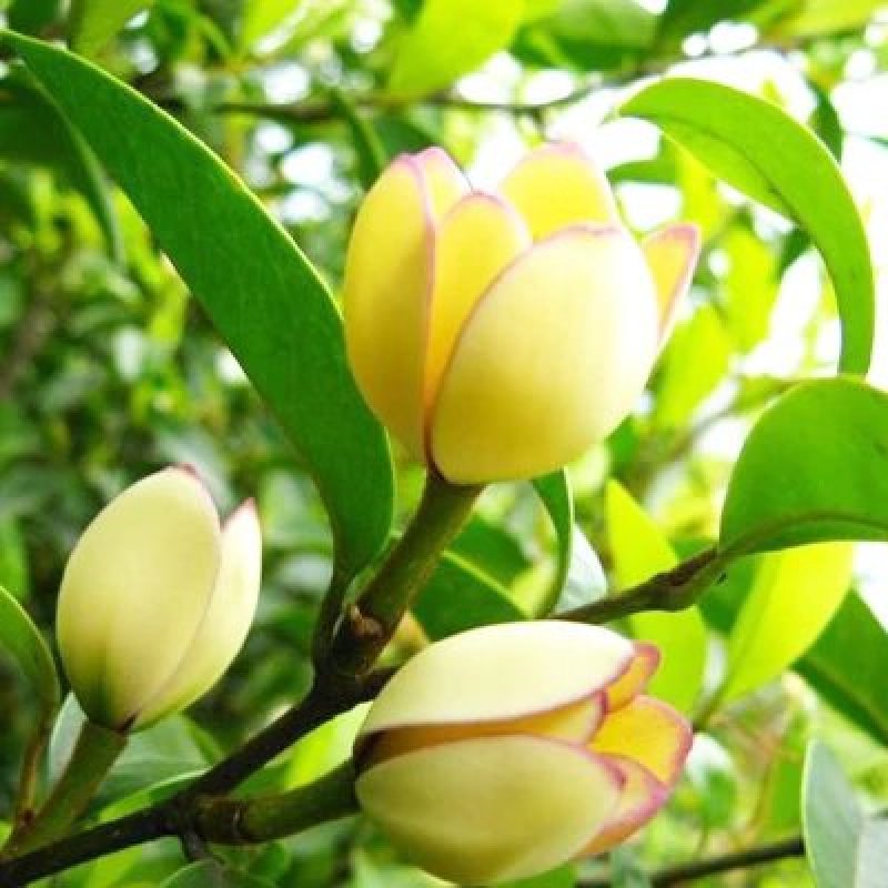 含笑花盆栽树苗室外阳台四季浓香型带花苞室内花卉观花
