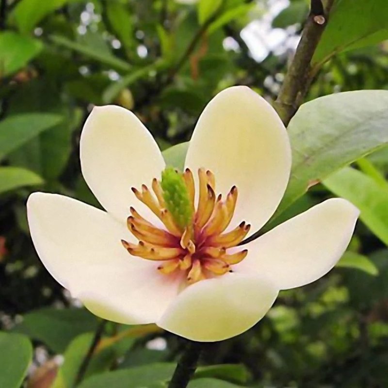 含笑花盆栽树苗室外阳台四季浓香型带花苞室内花卉观花