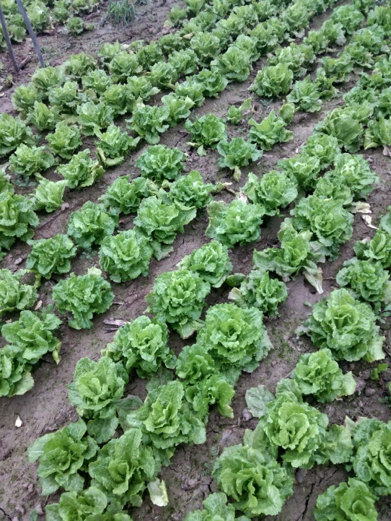 大叶生菜大量出售货源充足欢迎批发