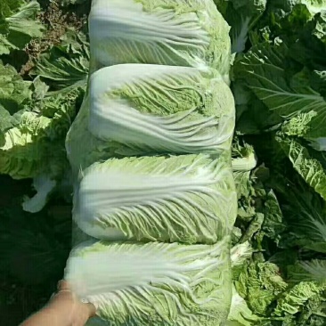 大白菜。河南省夏邑县万亩大白菜基地直供，价格便宜，